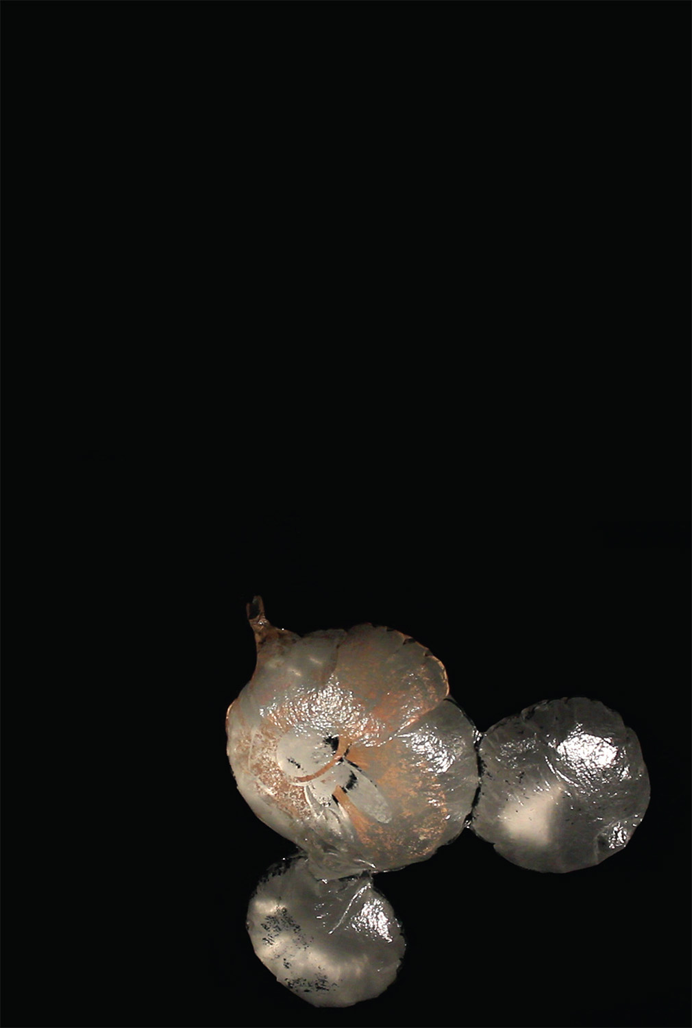 cover of the publication for the film LIMULUS
